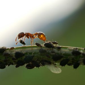 1024px-Melkende_ameise_honigtau1